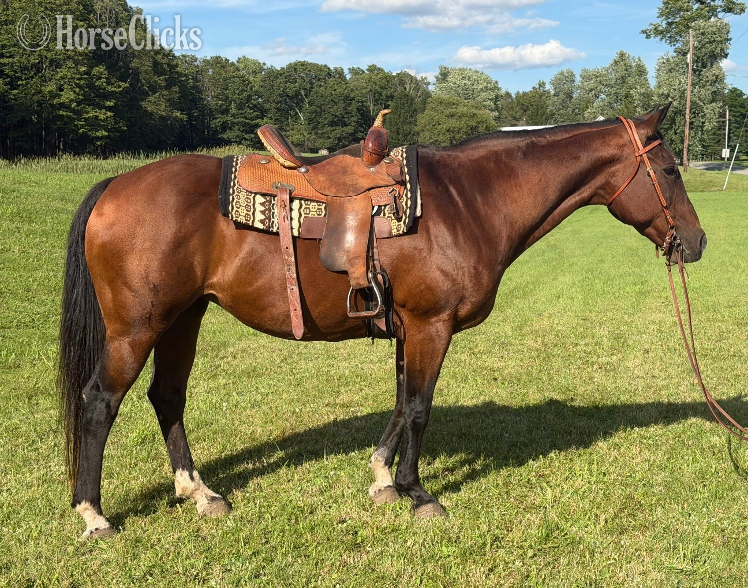 "Callie" Bay Mare Quarter Horse in Pennsylvania