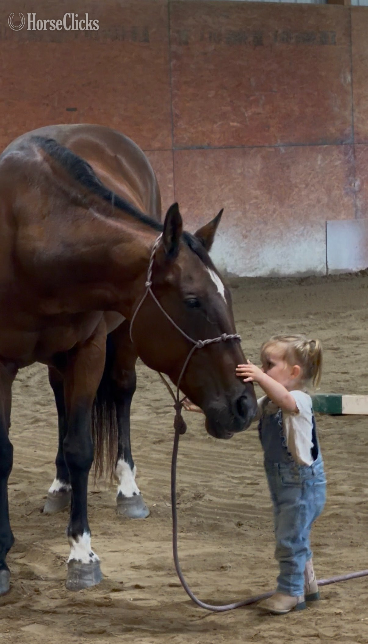 "Callie" Bay Mare Quarter Horse - Quarter Horse in Pennsylvania