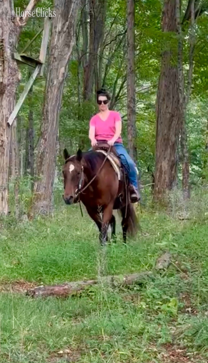 "Callie" Bay Mare Quarter Horse - Quarter Horse