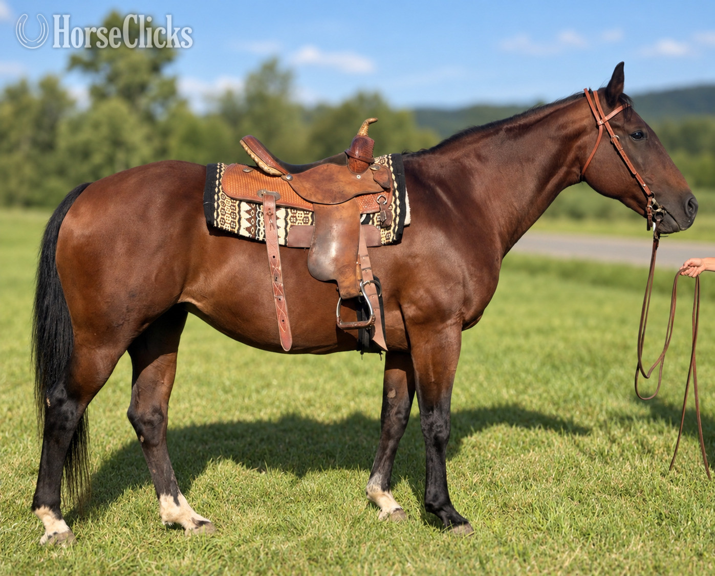 Quarter Horse - "Callie" Bay Mare Quarter Horse in Pennsylvania
