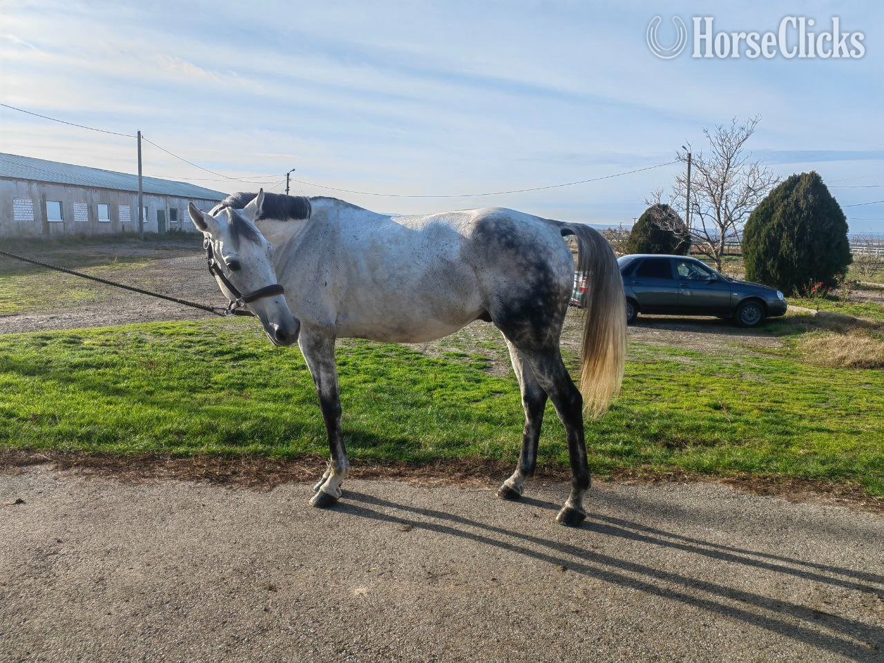 "Pride"  Stallion Other Breed in Texas