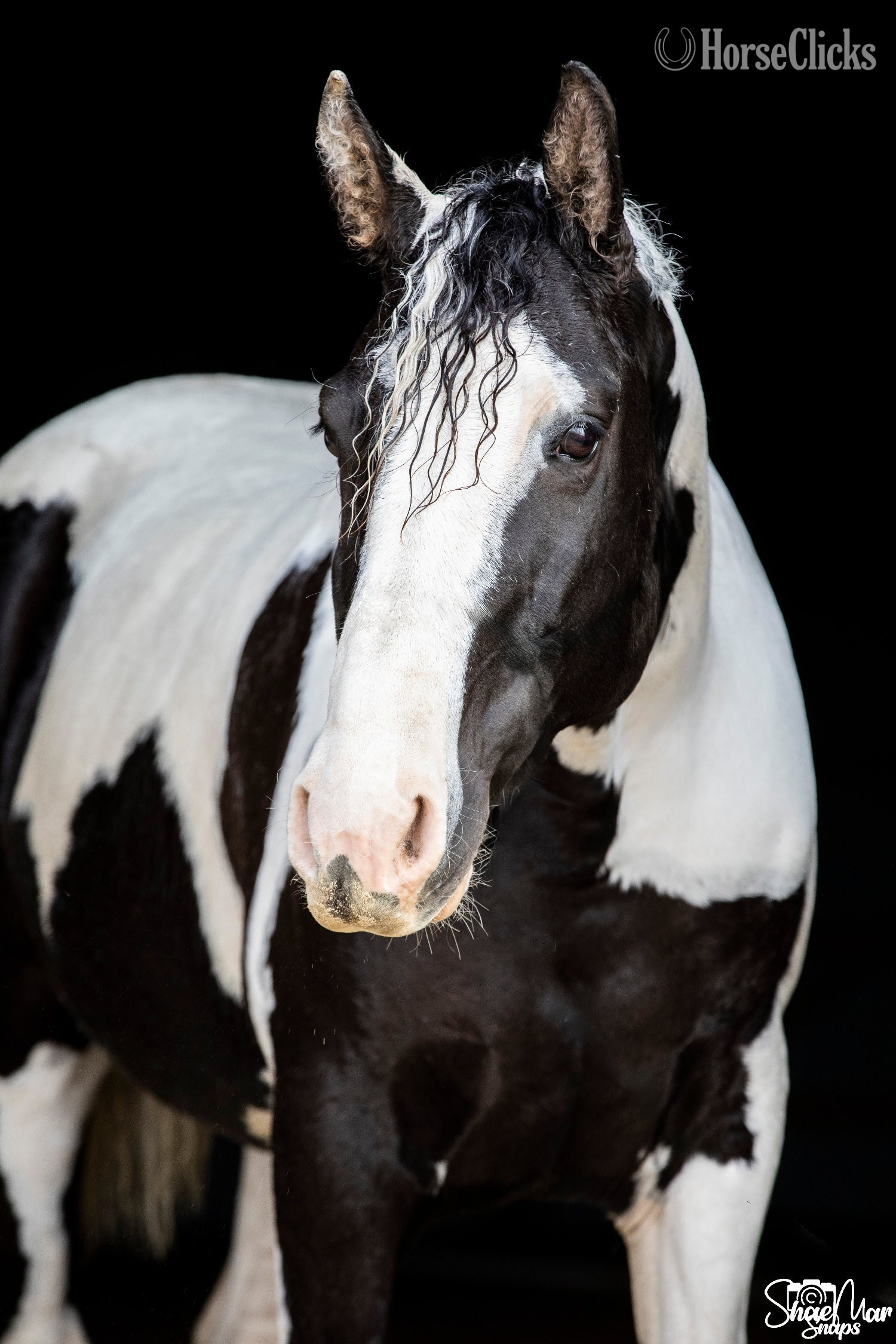 "Hidden Cave Lets Tango" Tabiano Mare Curly in Ohio