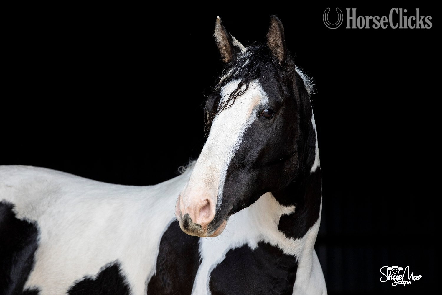 "Hidden Cave Lets Tango" Tabiano Mare Curly - Curly in Ohio