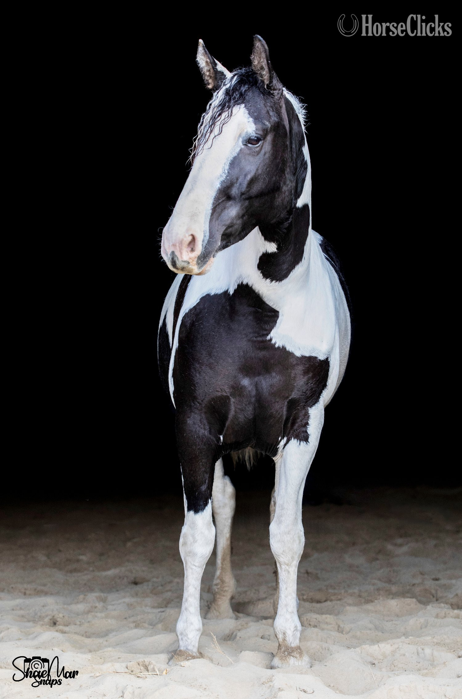 Curly - "Hidden Cave Lets Tango" Tabiano Mare Curly in Ohio