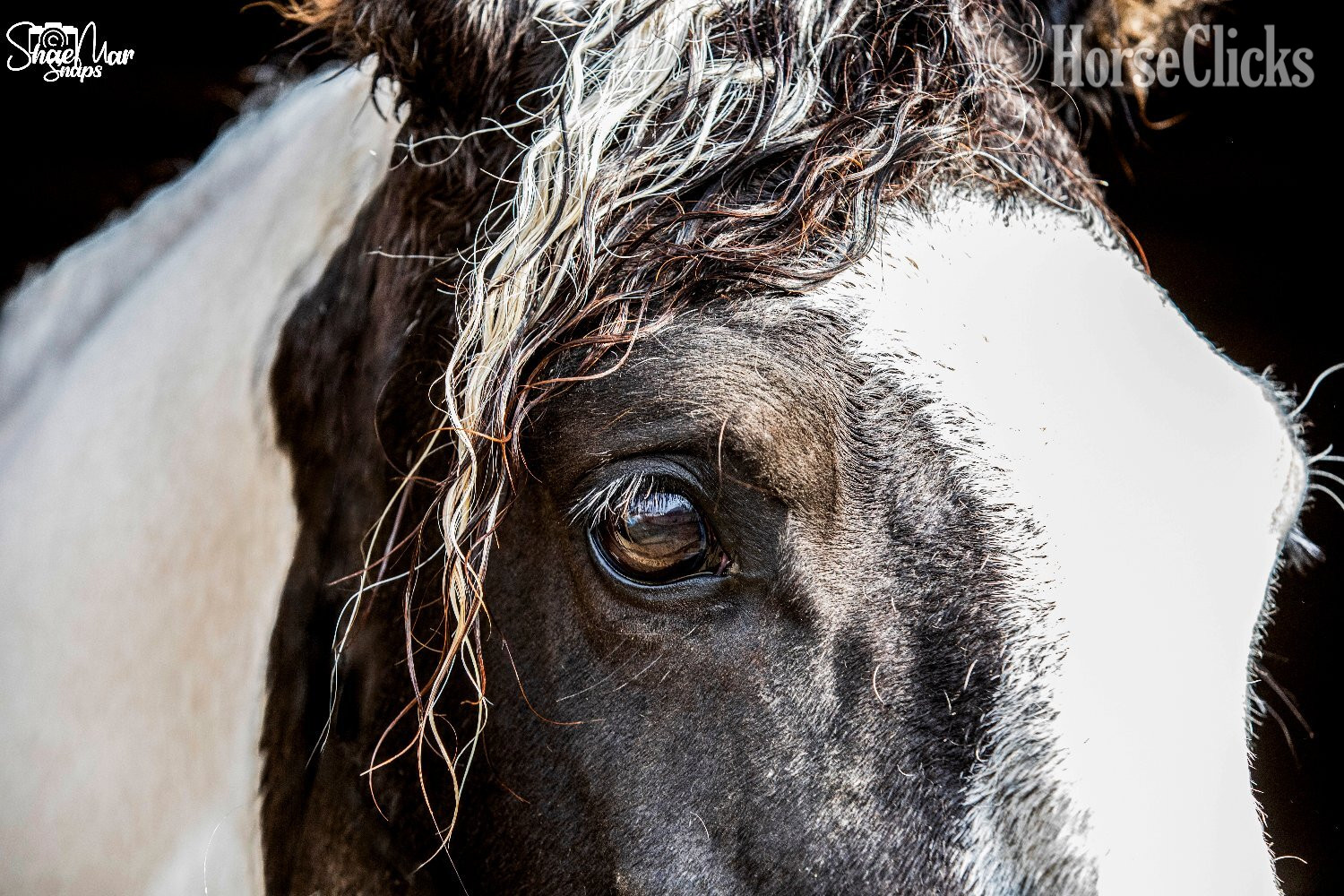Curly - "Hidden Cave Lets Tango" Tabiano Mare Curly