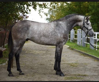 "Gilmour" Gelding Belgian