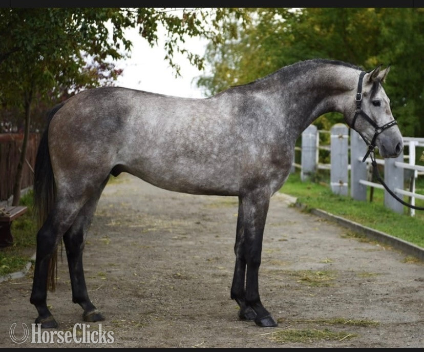 "Gilmour"  Gelding Belgian in South Carolina