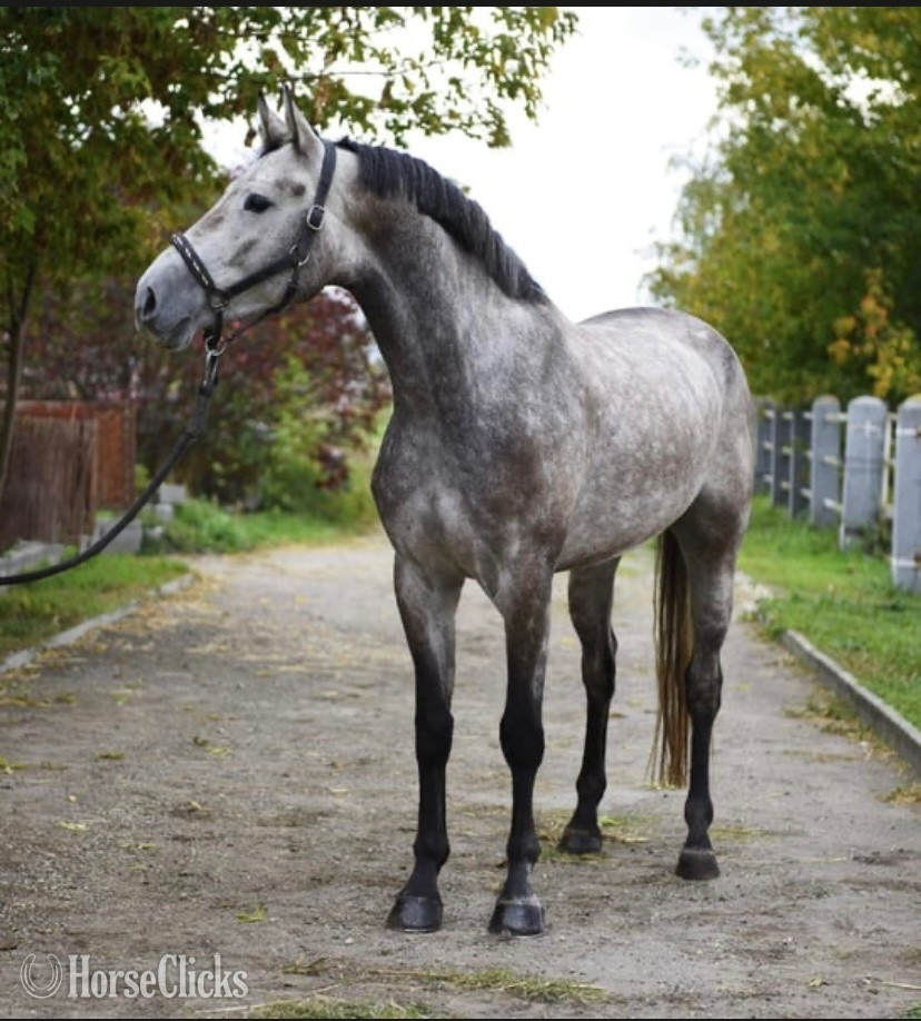 "Gilmour"  Gelding Belgian