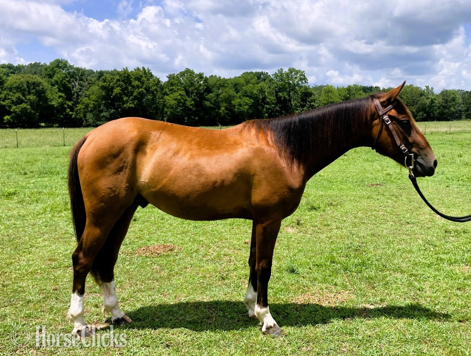 "Rebel Traveler" Bay Gelding Mustang in Tennessee