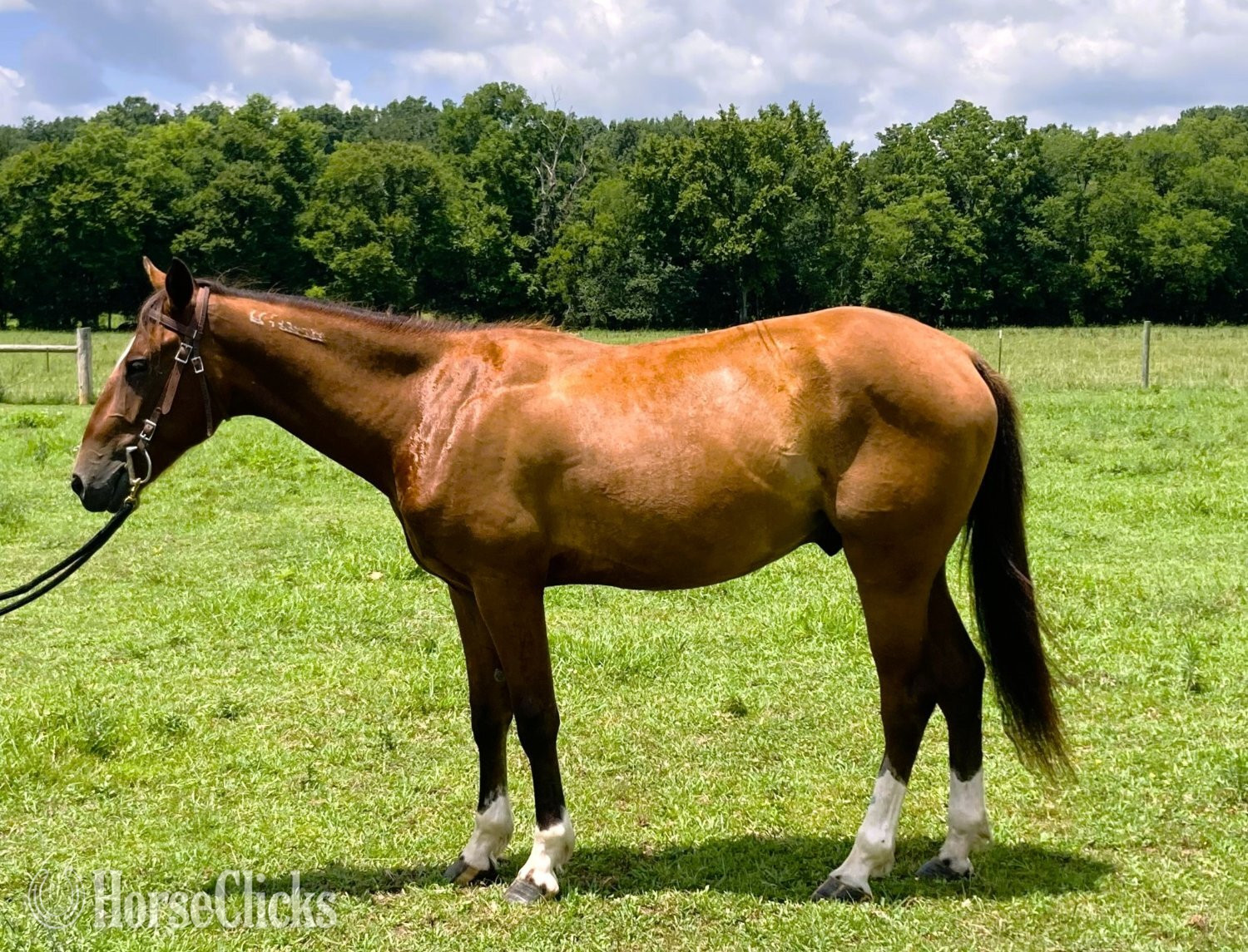 "Rebel Traveler" Bay Gelding Mustang