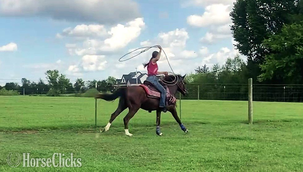 Tennessee "Rebel Traveler" Bay Gelding Mustang