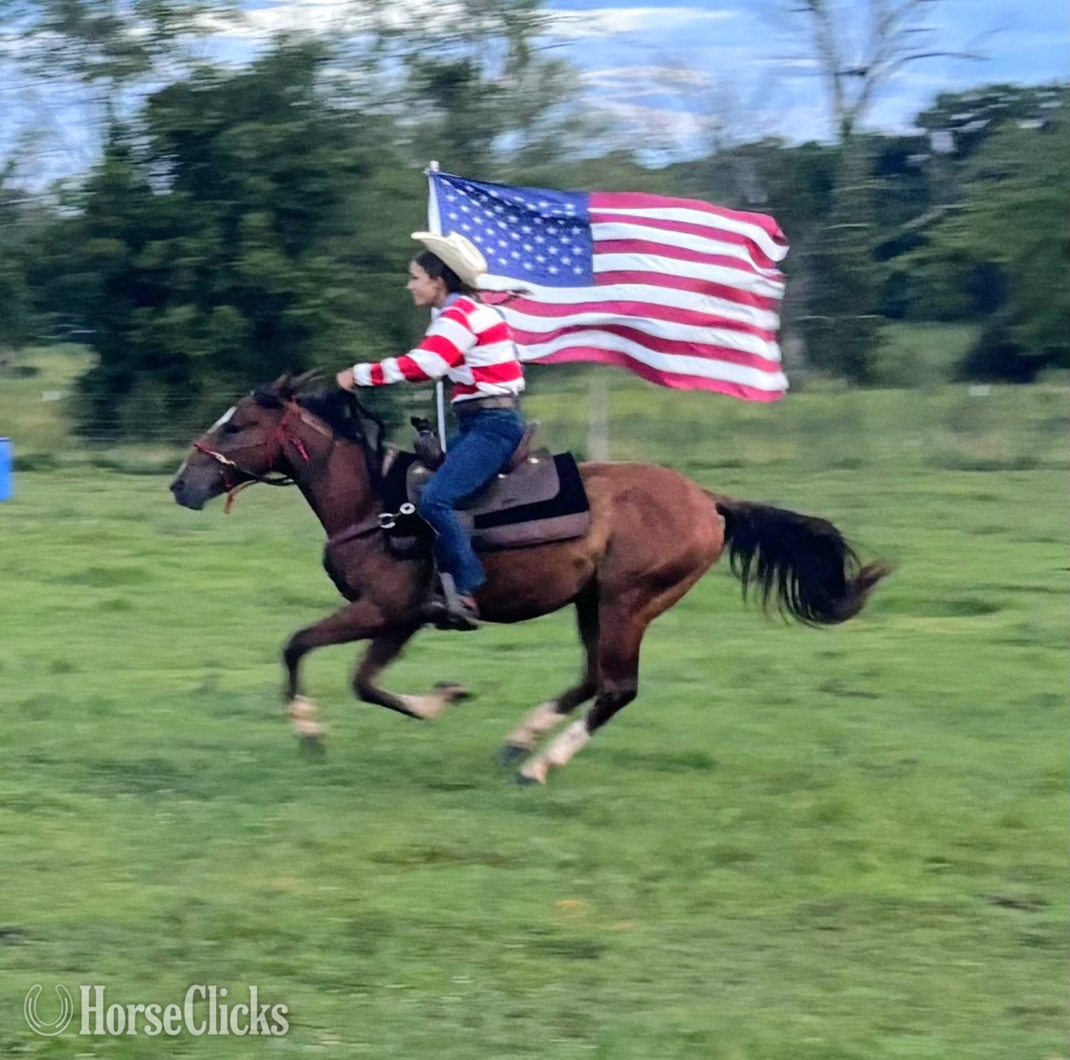 "Rebel Traveler" Bay Gelding Mustang - Mustang in Tennessee