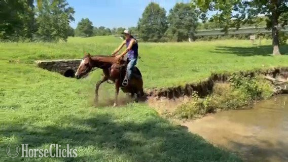 "Rebel Traveler" Bay Gelding Mustang - Mustang