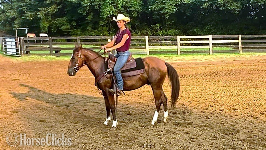 Mustang - "Rebel Traveler" Bay Gelding Mustang in Tennessee