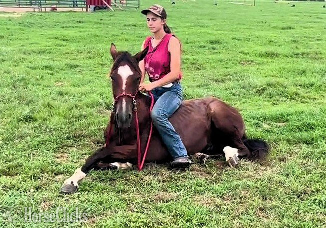 Mustang - "Rebel Traveler" Bay Gelding Mustang