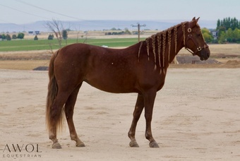 "Abby"  Mare Morgan