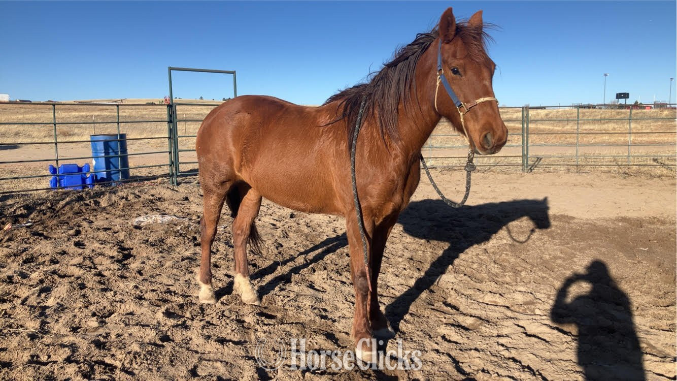 "Whisper" Sorrel Mare Mustang in Colorado