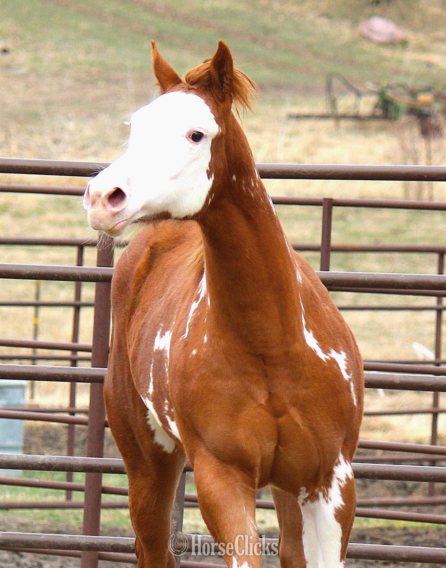 "NV Sonnys Jetastar**SOLD**" Sorrel Filly Paint - Paint in Iowa
