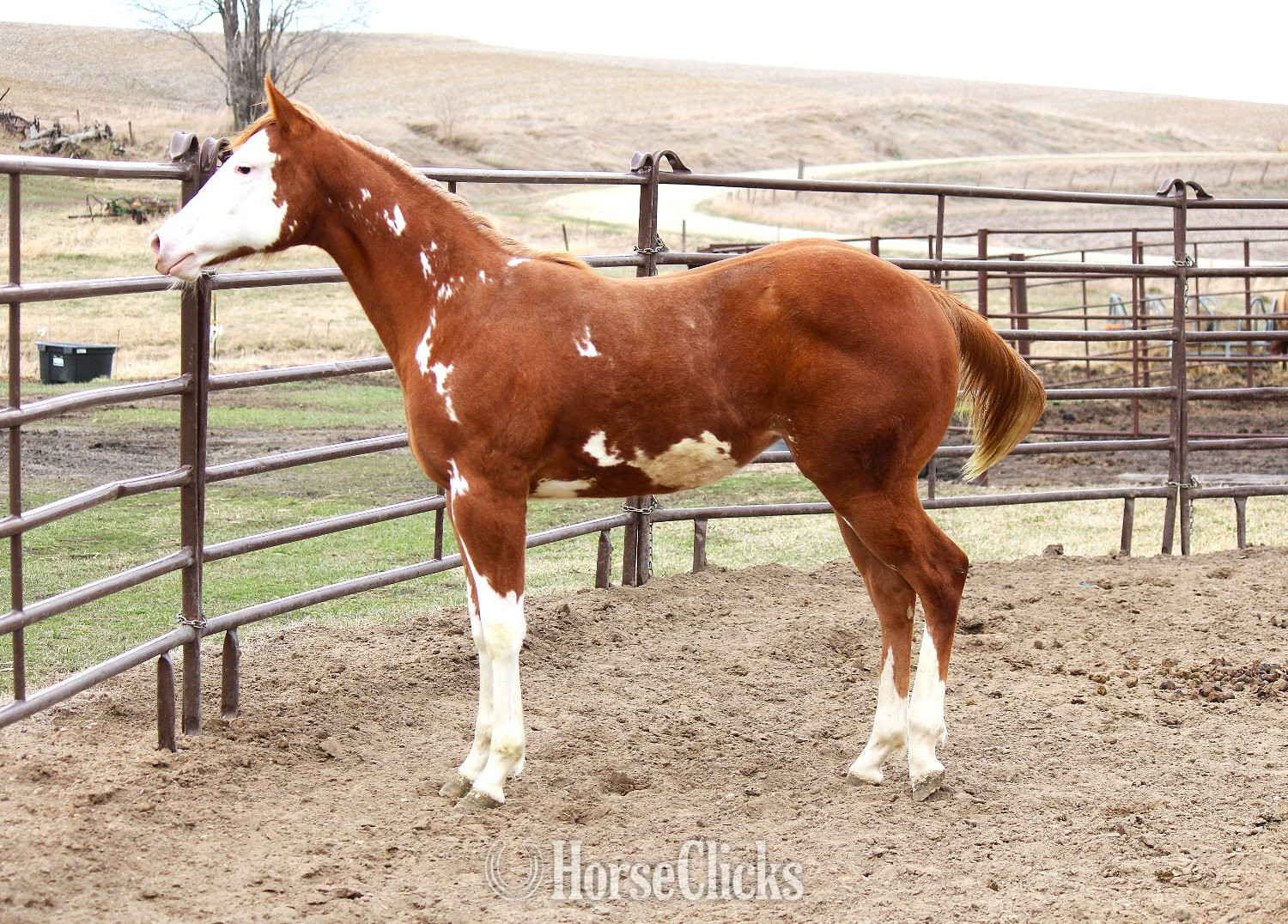 "NV Sonnys Jetastar**SOLD**" Sorrel Filly Paint in Iowa