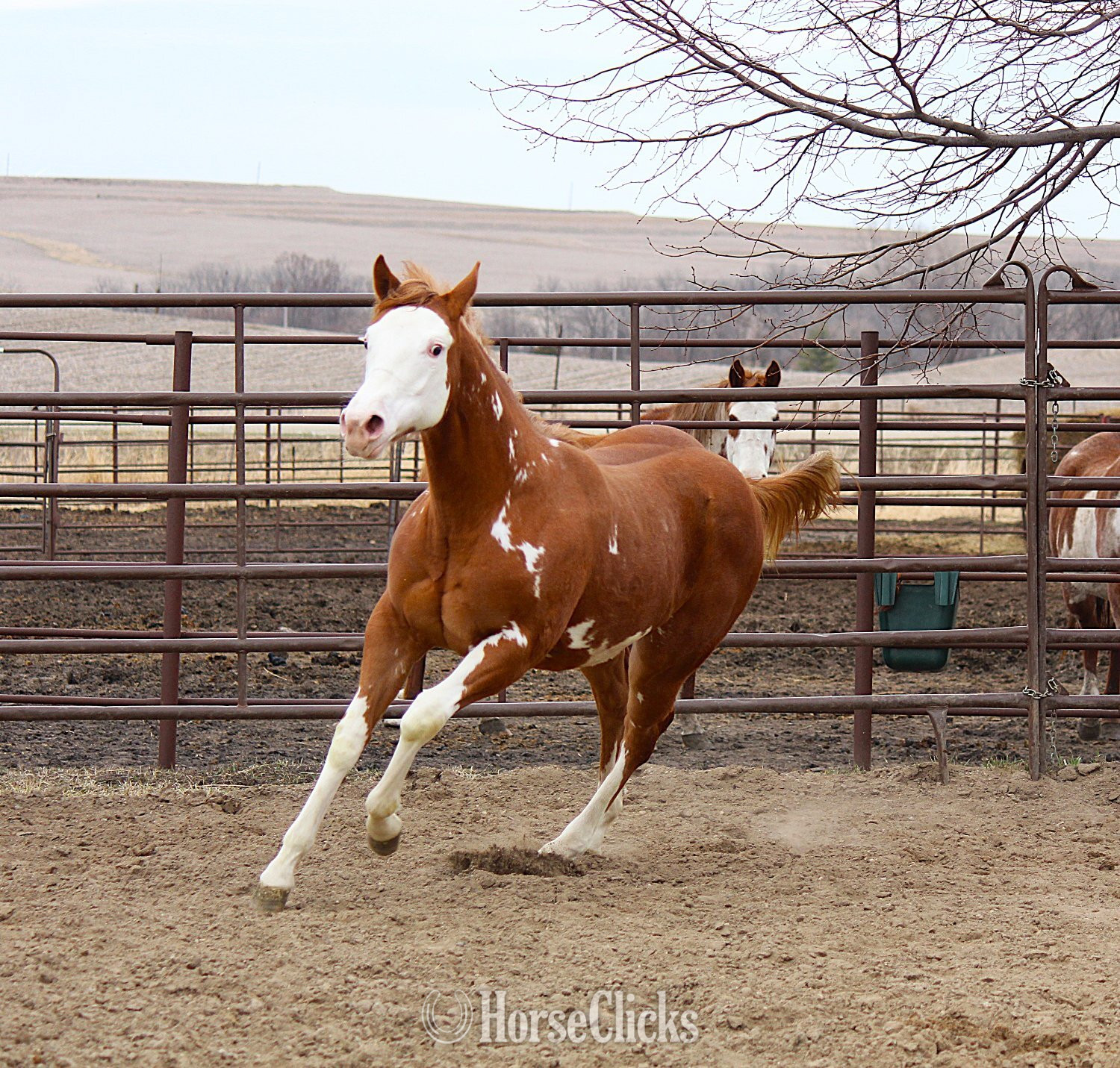 "NV Sonnys Jetastar**SOLD**" Sorrel Filly Paint