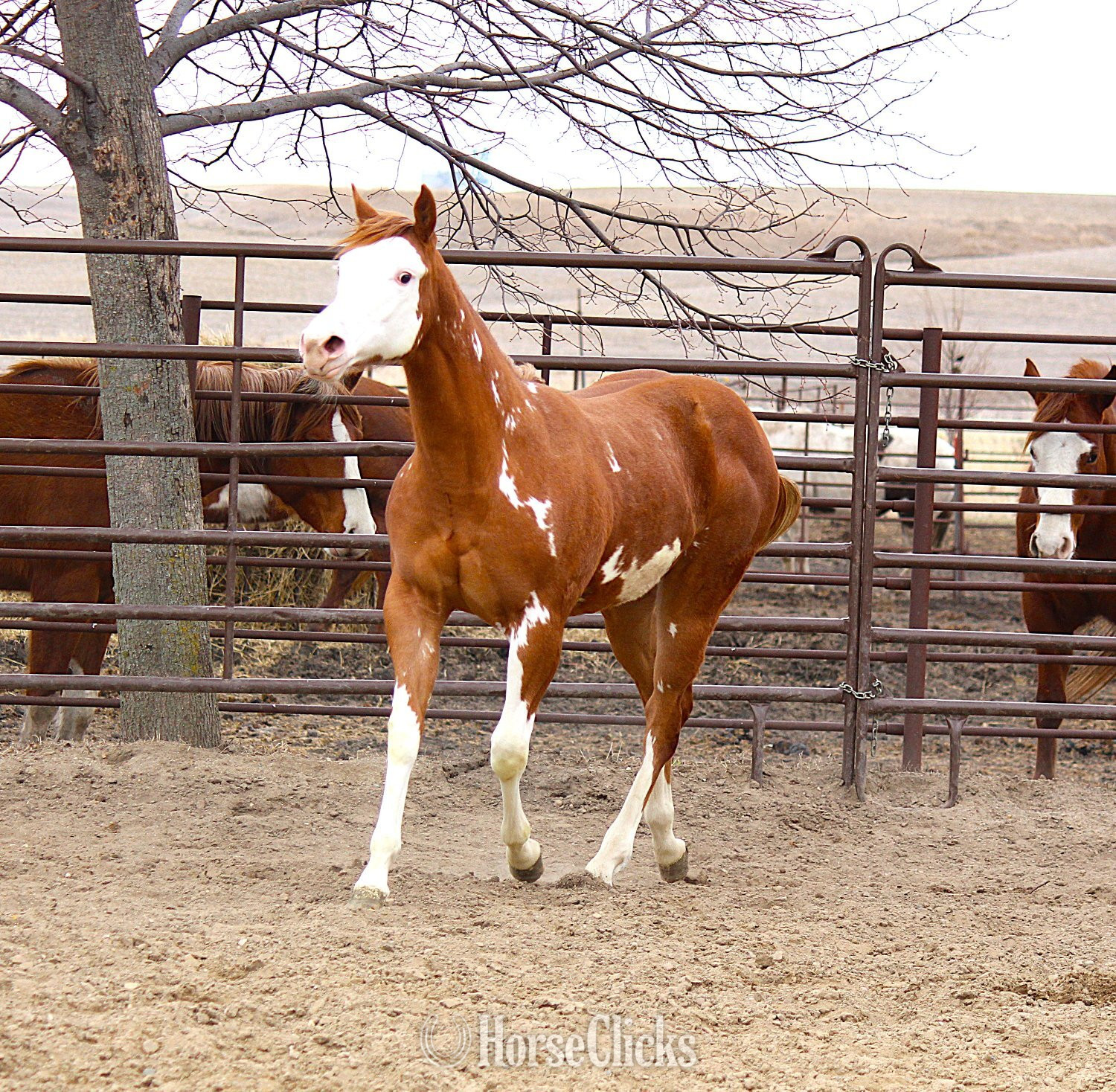 Iowa "NV Sonnys Jetastar**SOLD**" Sorrel Filly Paint