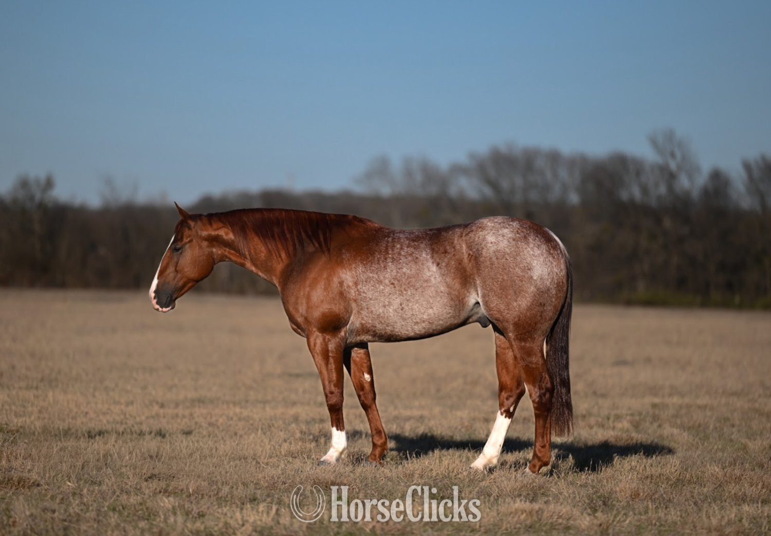 "Iceman" Red Roan Gelding Quarter Horse in Texas