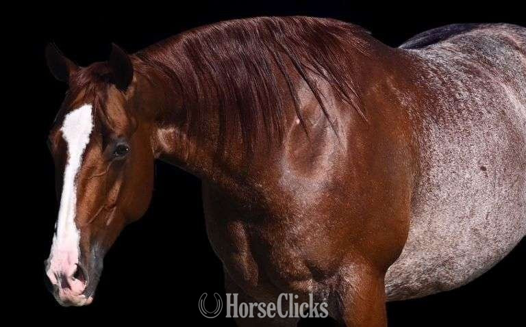 "Iceman" Red Roan Gelding Quarter Horse