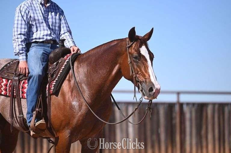 Texas "Iceman" Red Roan Gelding Quarter Horse