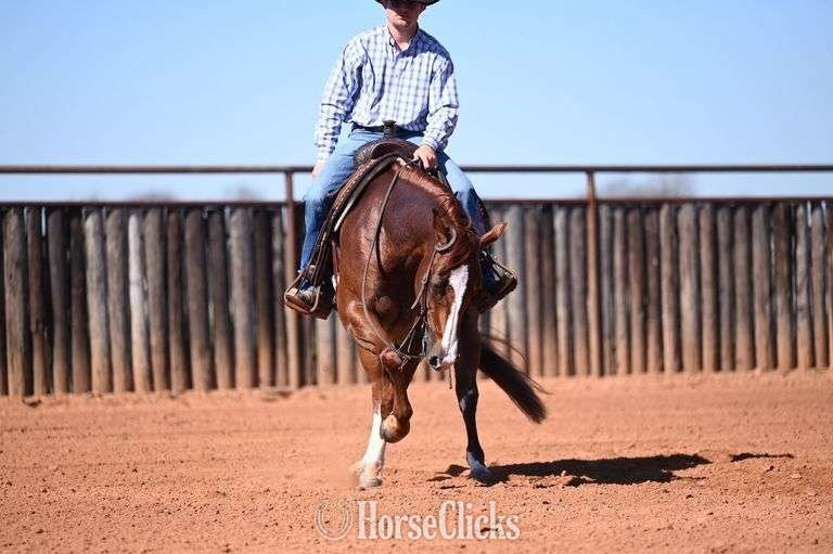 "Iceman" Red Roan Gelding Quarter Horse - Quarter Horse