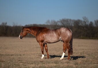 "Iceman" Red Roan Gelding Quarter Horse