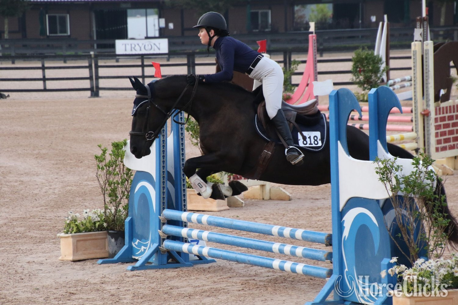"Keva" Black Mare Friesian - Friesian