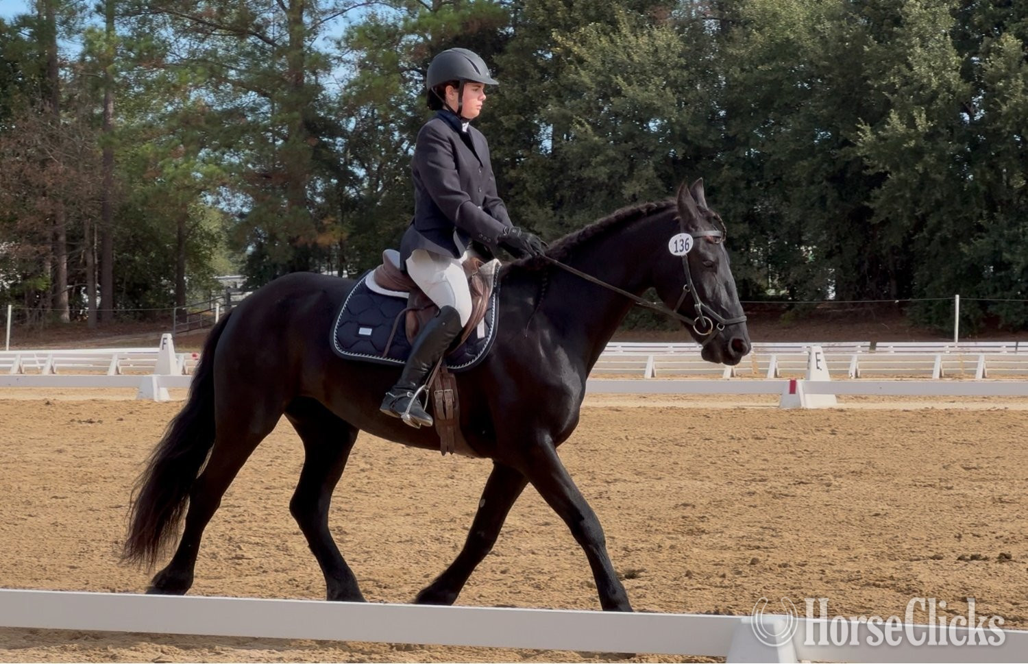 "Keva" Black Mare Friesian North Carolina