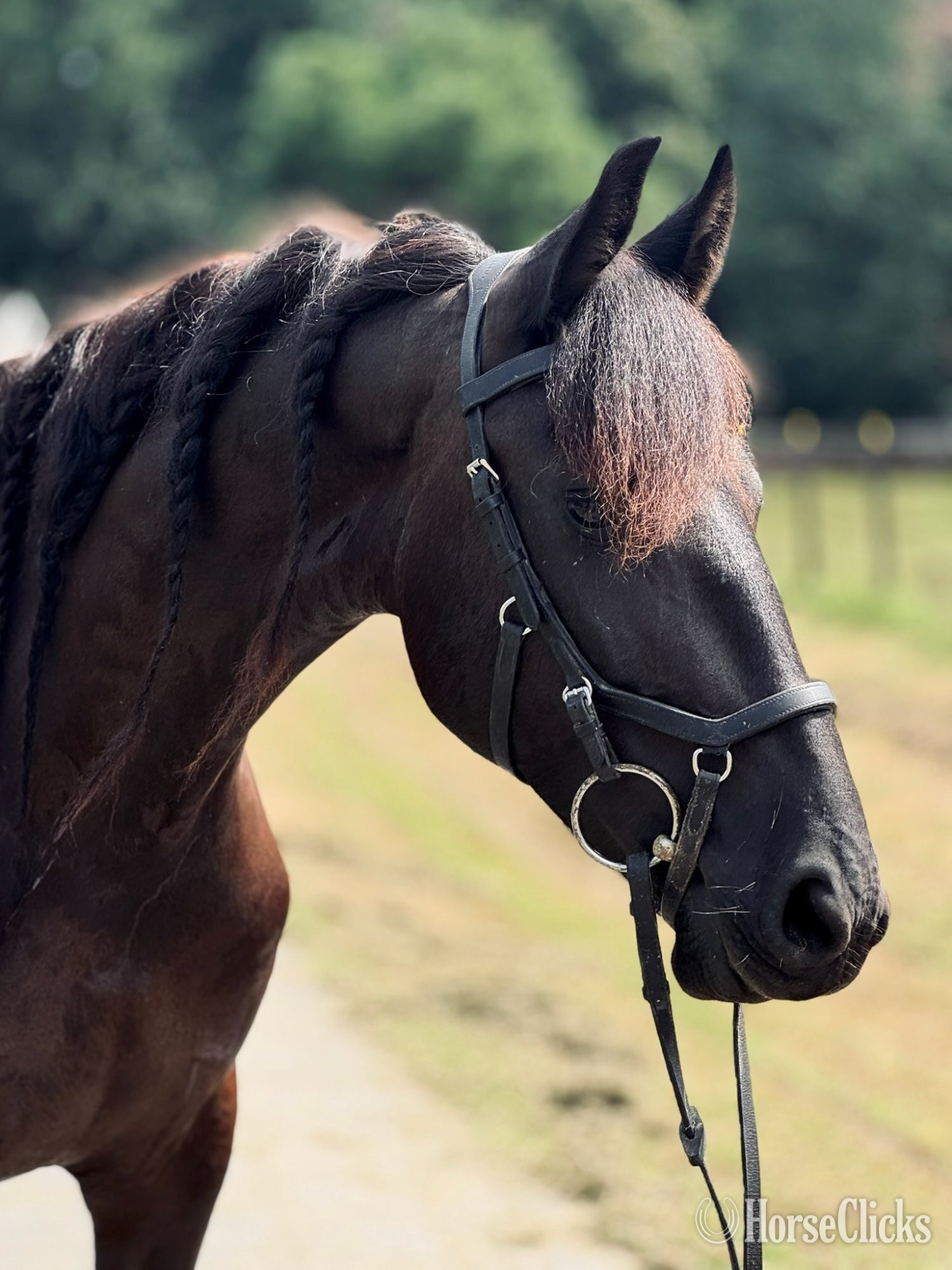 Friesian - "Keva" Black Mare Friesian in North Carolina