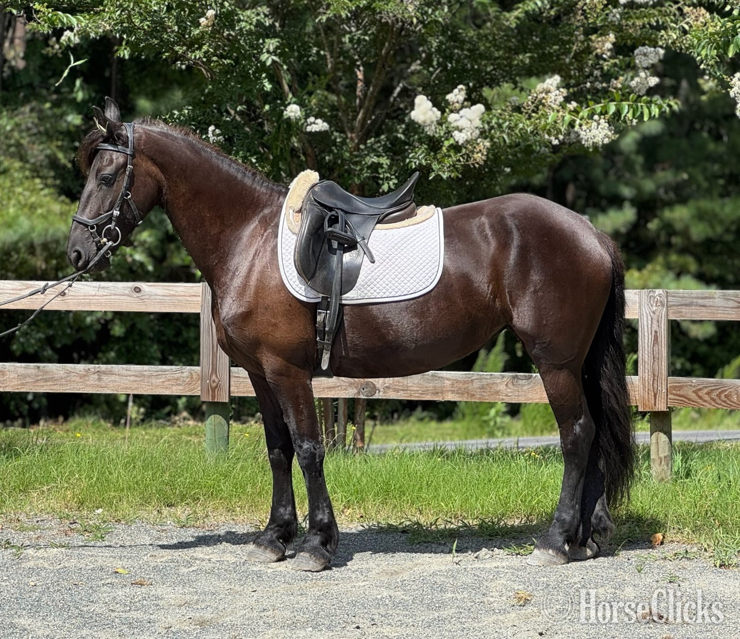 Friesian - "Keva" Black Mare Friesian