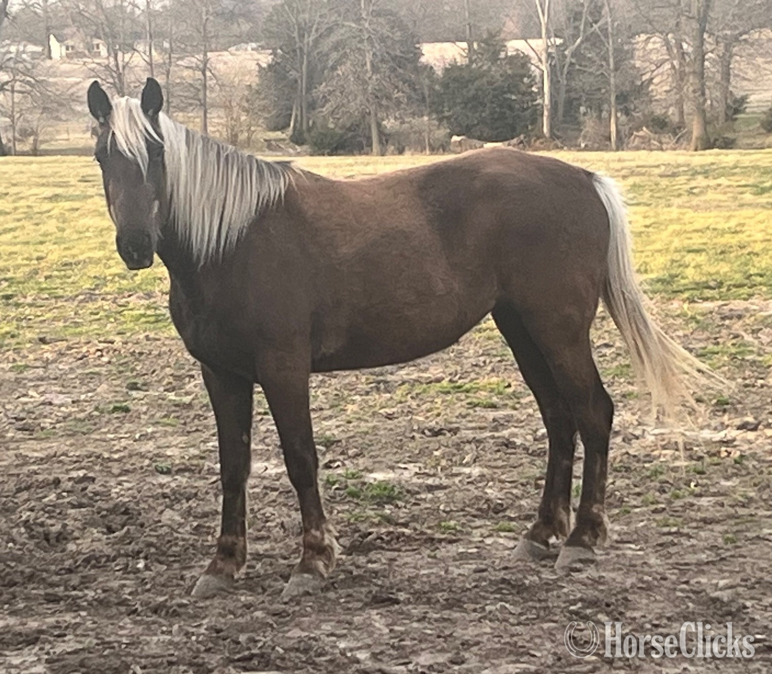 "Bella" Chocolate Filly Rocky Mountain