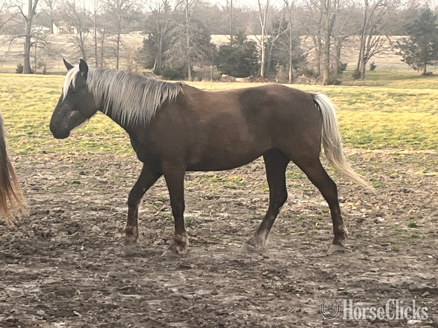 Missouri "Bella" Chocolate Filly Rocky Mountain