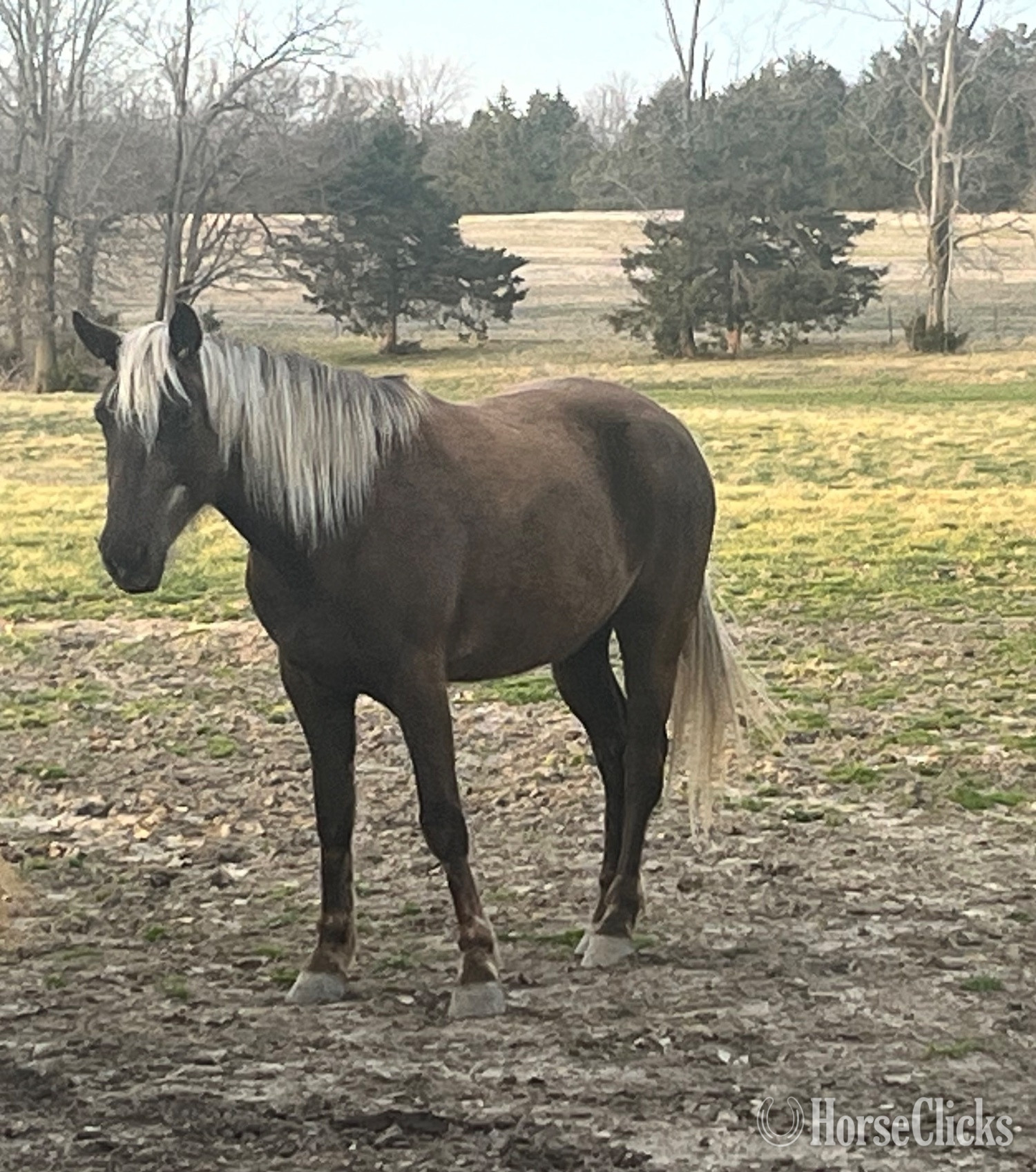 "Bella" Chocolate Filly Rocky Mountain - Rocky Mountain