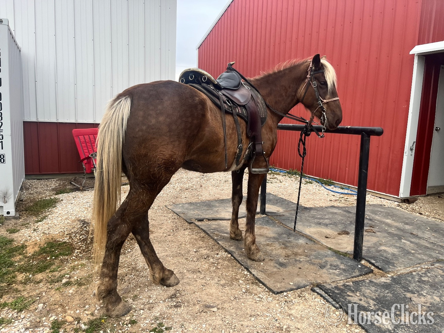 Rocky Mountain - "Bella" Chocolate Filly Rocky Mountain in Missouri