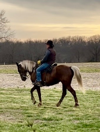 "Bella" Chocolate Filly Rocky Mountain