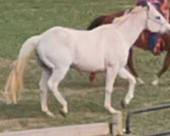 "Trusty" Grey Gelding Quarter Horse
