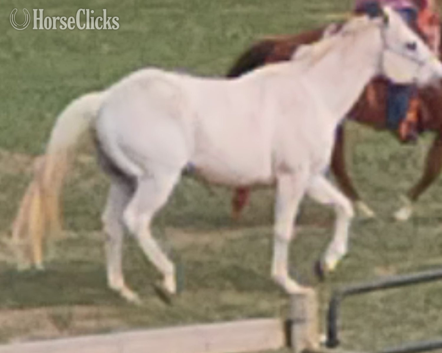 "Trusty" Grey Gelding Quarter Horse in Wyoming