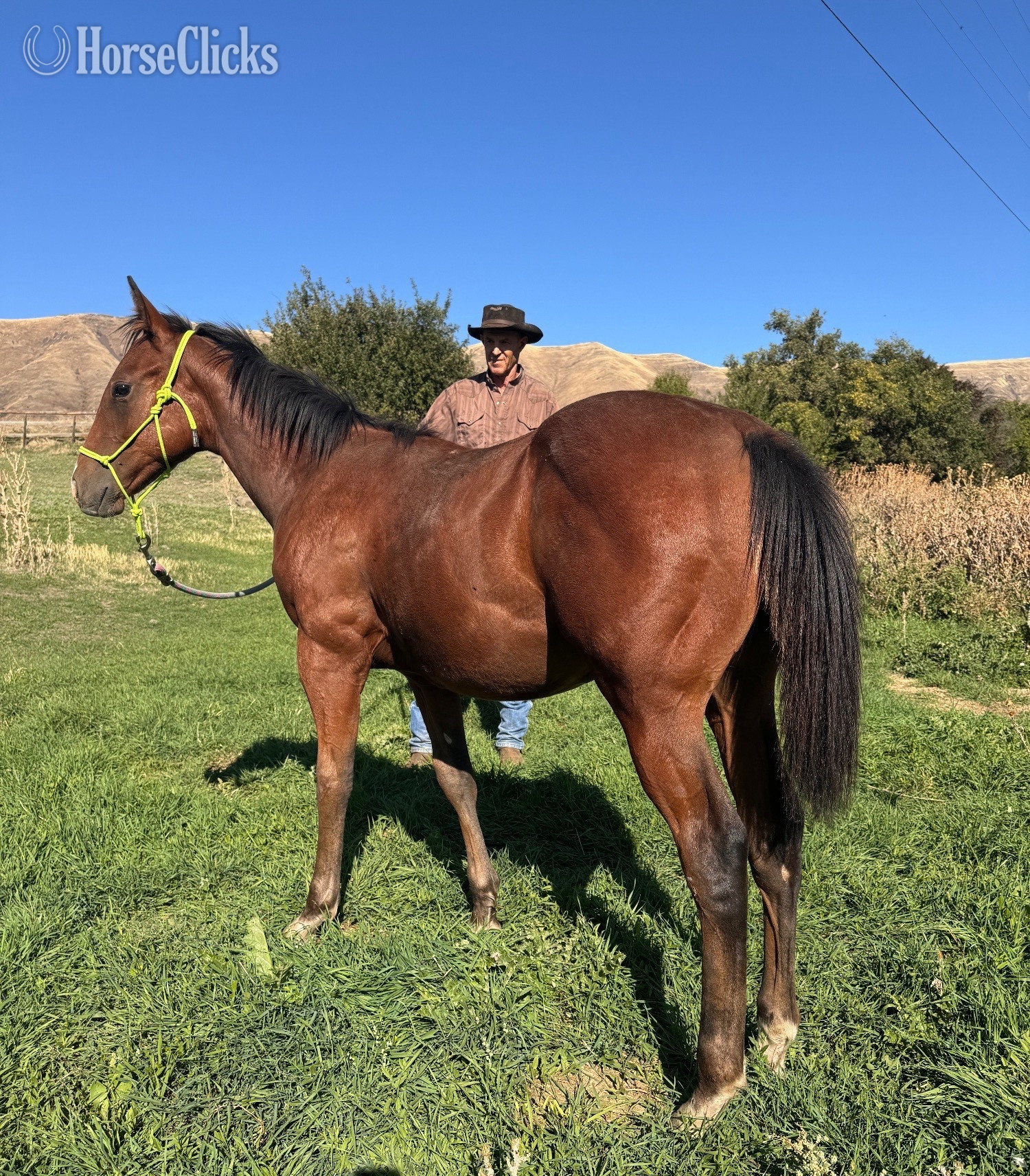 "Jags Streakin Pierce" Bay Colt Quarter Horse in Idaho