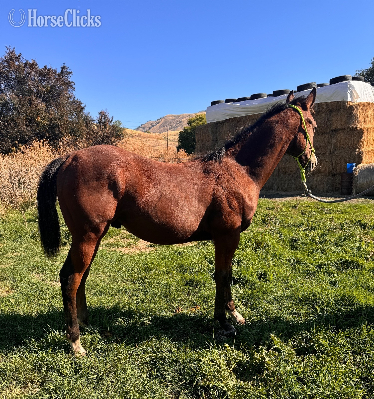"Jags Streakin Pierce" Bay Colt Quarter Horse