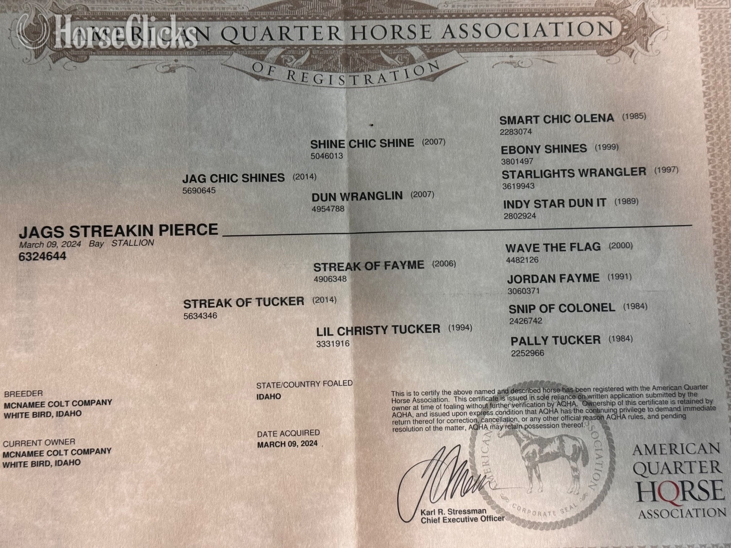Idaho "Jags Streakin Pierce" Bay Colt Quarter Horse