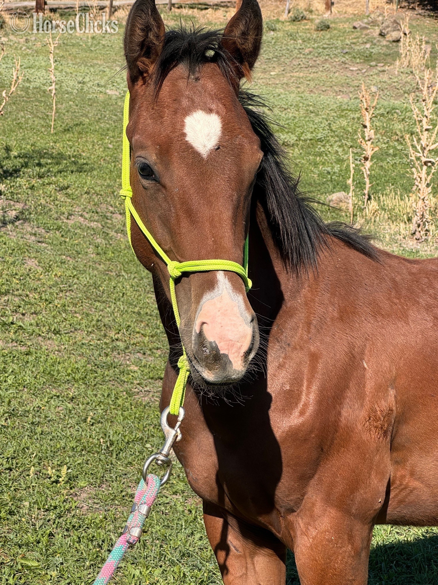 "Jags Streakin Pierce" Bay Colt Quarter Horse - Quarter Horse in Idaho