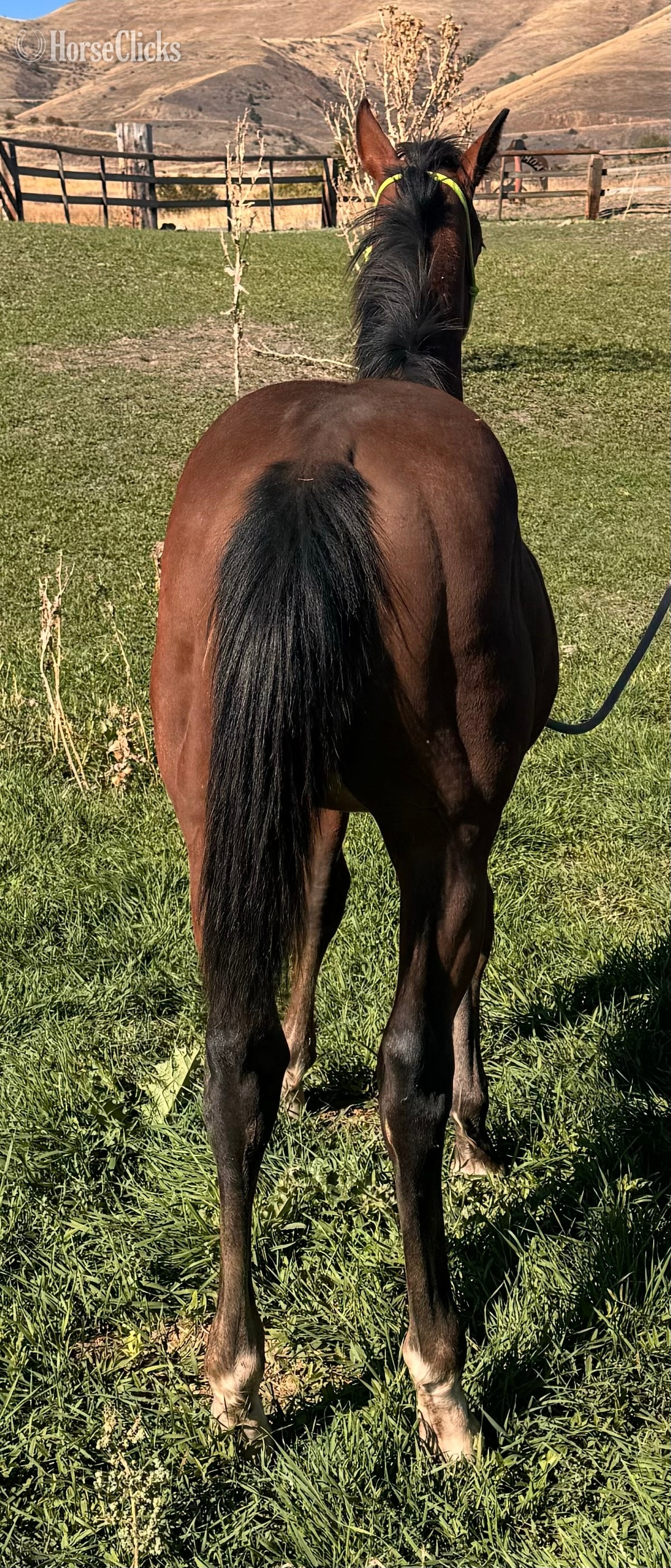 "Jags Streakin Pierce" Bay Colt Quarter Horse - Quarter Horse