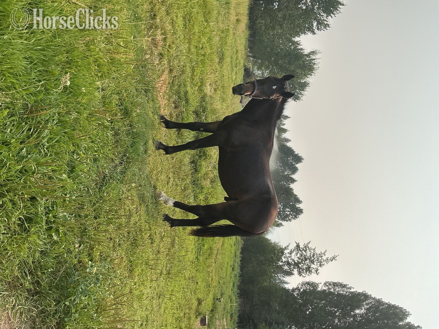 "Prince" Black Gelding Standardbred in Idaho