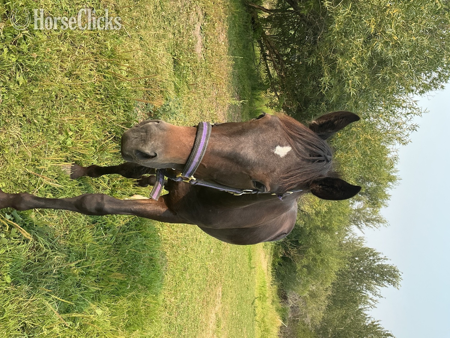 "Prince" Black Gelding Standardbred