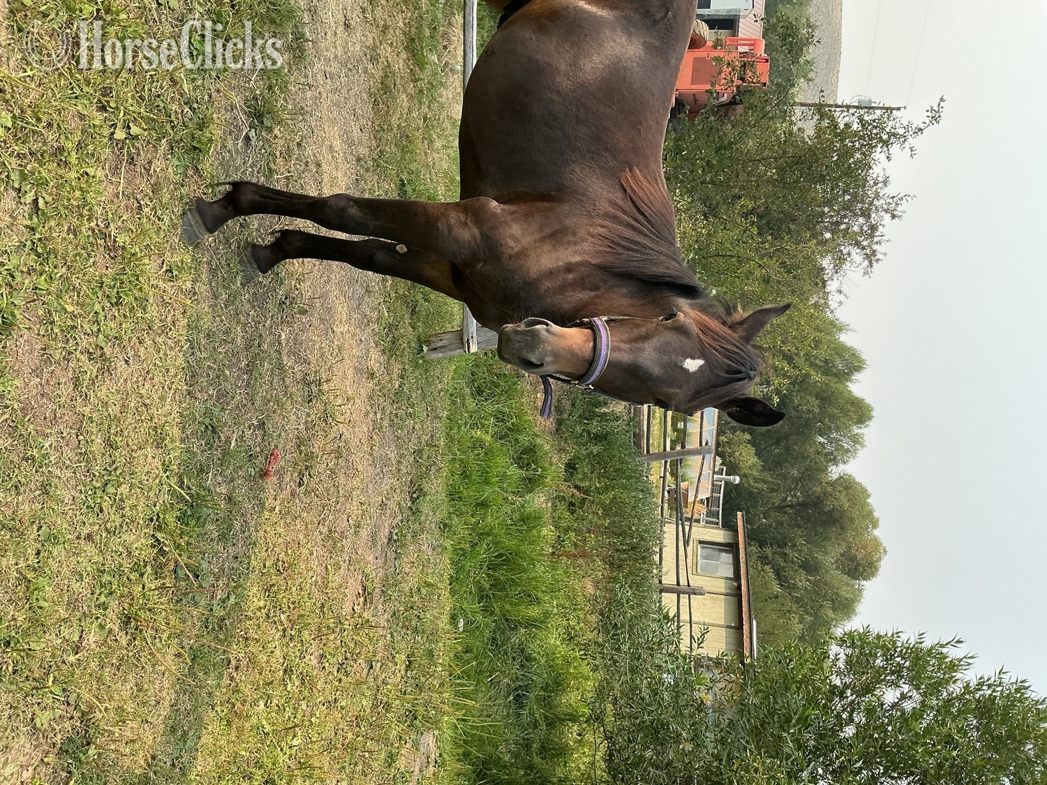 Idaho "Prince" Black Gelding Standardbred
