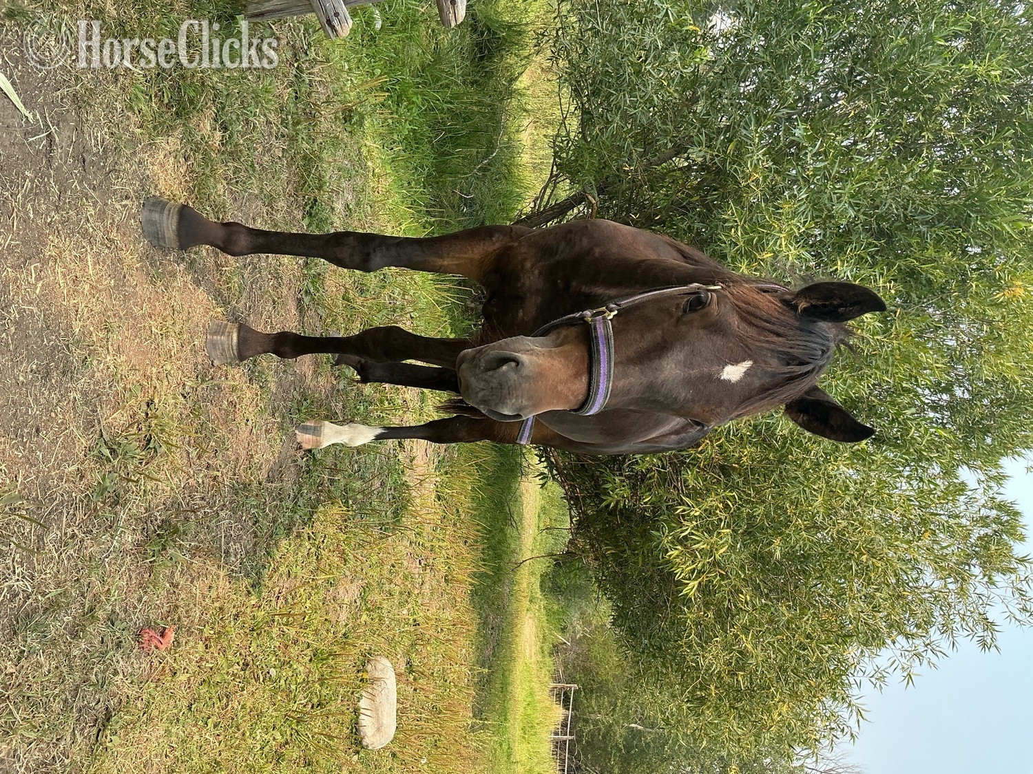 "Prince" Black Gelding Standardbred - Standardbred in Idaho
